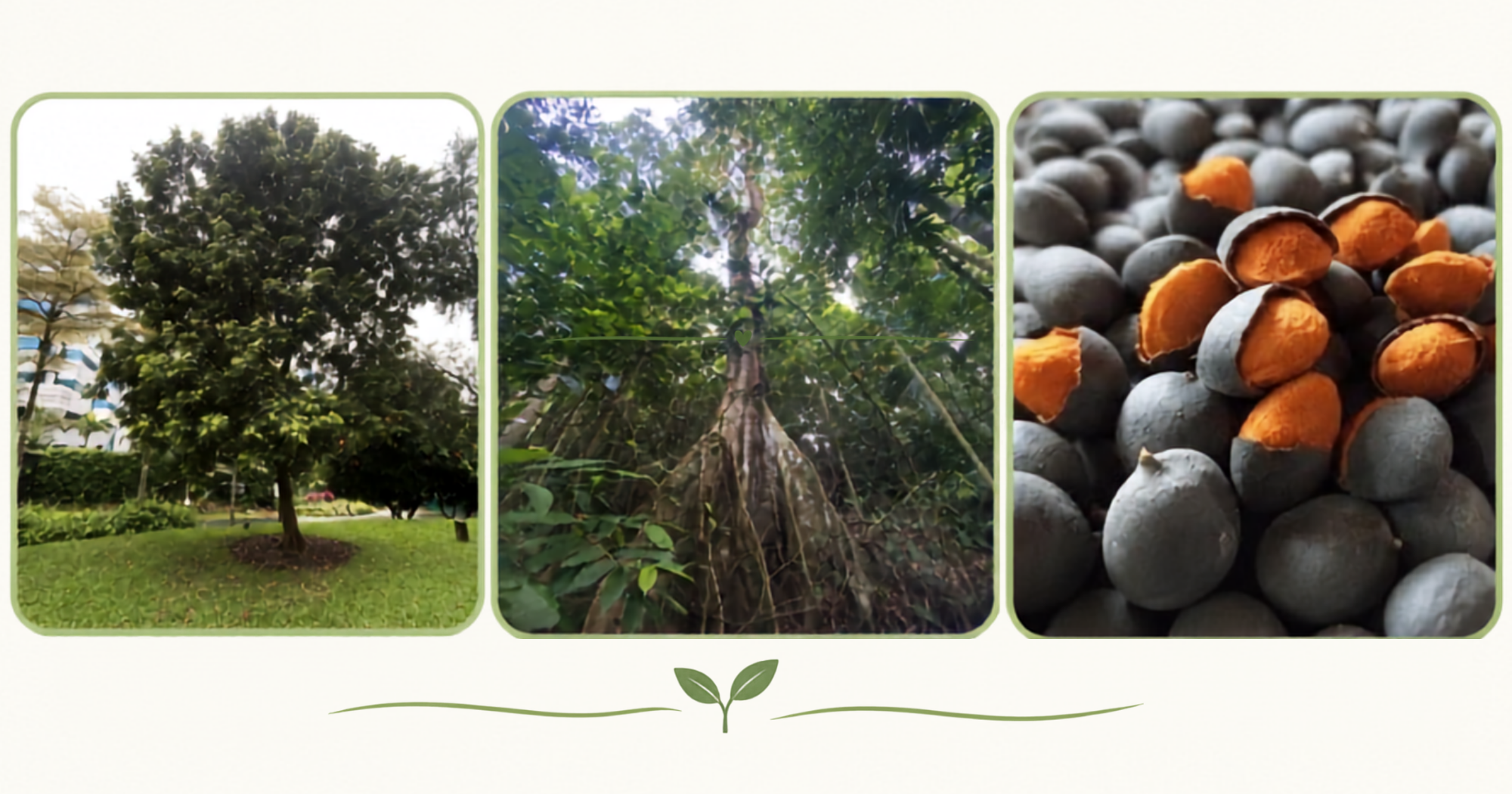 Keranji tree